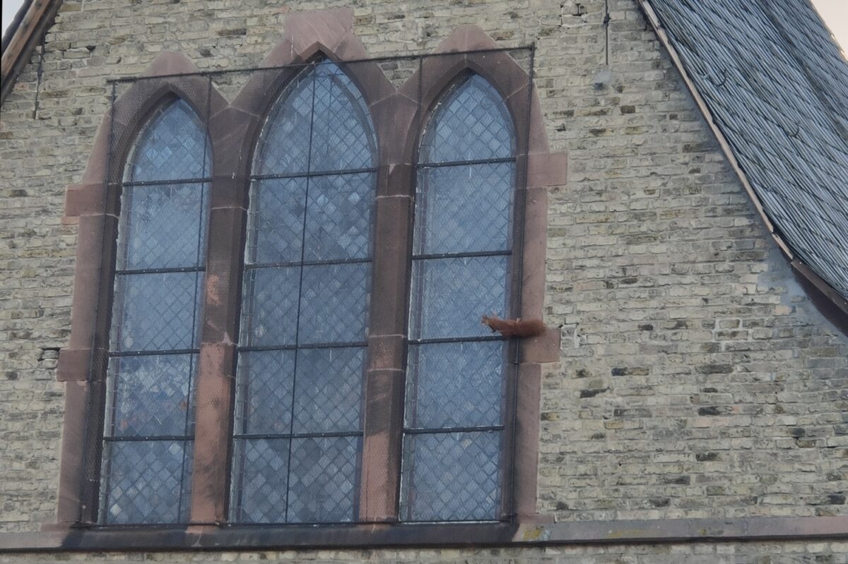 Kein Mastodon: Eichhörnchen an der Fensterwand der katholischen Kirche Selzen