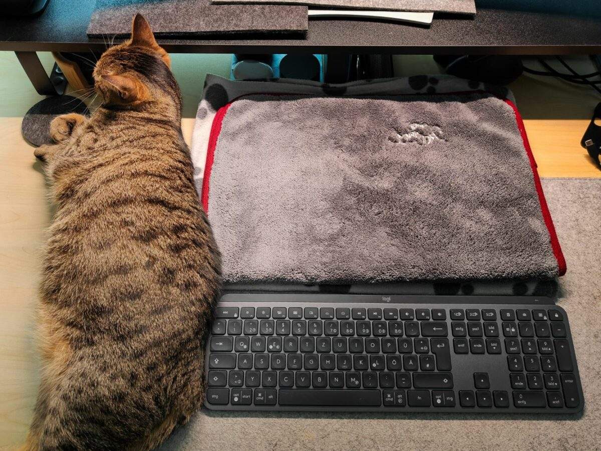 Katze Lani neben der Tastatur und neben der platzierten Decke